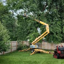 Professional Tree Removal Services in Southwest Ranches, FL